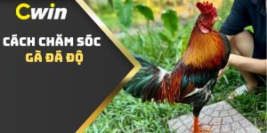 Cách Chăm Sóc Gà Đá Độ