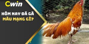 Hôm Nay Đá Gà Màu Mạng Gì